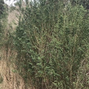 Genista monspessulana at Wonthaggi, VIC - 12 Apr 2022