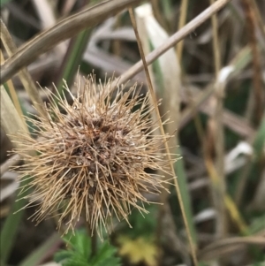 Acaena novae-zelandiae at Wonthaggi, VIC - 12 Apr 2022