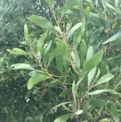 Acacia melanoxylon (Blackwood) at Wonthaggi, VIC - 12 Apr 2022 by Tapirlord