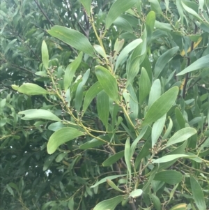 Acacia melanoxylon (Blackwood) at Wonthaggi, VIC by Tapirlord