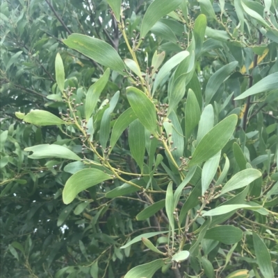 Acacia melanoxylon (Blackwood) at Wonthaggi, VIC - 12 Apr 2022 by Tapirlord