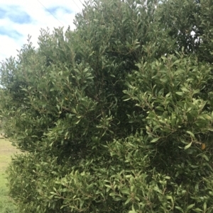 Acacia melanoxylon at Wonthaggi, VIC - 12 Apr 2022