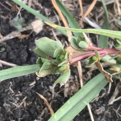 Portulaca oleracea (Pigweed, Purslane) at Wonthaggi, VIC - 12 Apr 2022 by Tapirlord