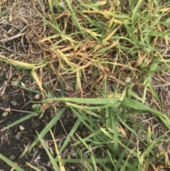 Portulaca oleracea at Wonthaggi, VIC - 12 Apr 2022 10:55 AM