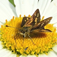 Taractrocera papyria (White-banded Grass-dart) at Crooked Corner, NSW - 19 Apr 2022 by Milly