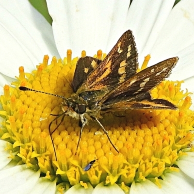 Taractrocera papyria (White-banded Grass-dart) at Crooked Corner, NSW - 19 Apr 2022 by Milly