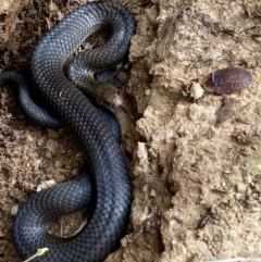 Austrelaps ramsayi (Highlands Copperhead) at Namadgi National Park - 18 Apr 2022 by AndrewCB