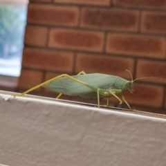 Unidentified Grasshopper (several families) (TBC) at Cobar, NSW - 20 Apr 2022 by AaronClausen