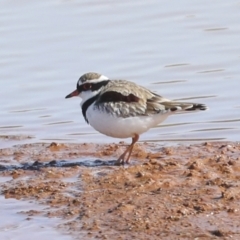 Charadrius melanops (Black-fronted Dotterel) at Molonglo Valley, ACT - 20 Apr 2022 by AlisonMilton