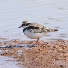 Elseyornis melanops (Black-fronted Dotterel) at Molonglo Valley, ACT - 20 Apr 2022 by AlisonMilton