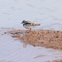 Charadrius melanops at Molonglo Valley, ACT - 20 Apr 2022