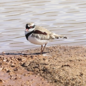 Charadrius melanops at Molonglo Valley, ACT - 20 Apr 2022 11:32 AM