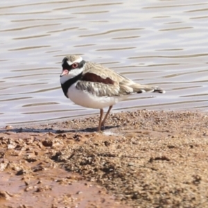 Charadrius melanops at Molonglo Valley, ACT - 20 Apr 2022