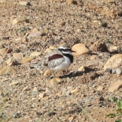 Charadrius melanops at Molonglo Valley, ACT - 20 Apr 2022