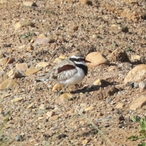 Charadrius melanops at Molonglo Valley, ACT - 20 Apr 2022 11:32 AM