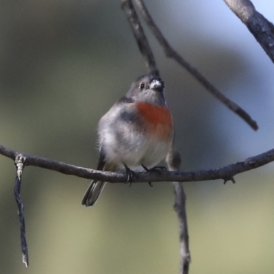 Petroica boodang (Scarlet Robin) at Molonglo Valley, ACT - 20 Apr 2022 by AlisonMilton