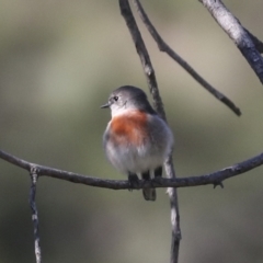 Petroica boodang at Molonglo Valley, ACT - 20 Apr 2022 10:49 AM