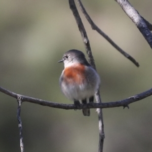 Petroica boodang at Molonglo Valley, ACT - 20 Apr 2022