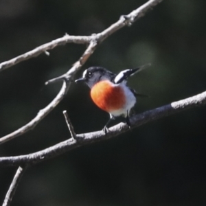 Petroica boodang at Molonglo Valley, ACT - 20 Apr 2022 10:49 AM