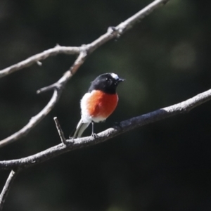 Petroica boodang at Molonglo Valley, ACT - 20 Apr 2022 10:49 AM