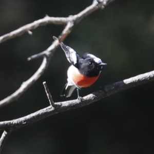 Petroica boodang at Molonglo Valley, ACT - 20 Apr 2022 10:49 AM