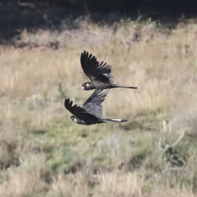 Zanda funerea (Yellow-tailed Black-Cockatoo) at Namarag NR - 20 Apr 2022 by AlisonMilton