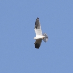 Elanus axillaris (Black-shouldered Kite) at Namarag NR - 20 Apr 2022 by AlisonMilton