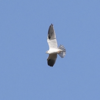 Elanus axillaris (Black-shouldered Kite) at Molonglo Valley, ACT - 20 Apr 2022 by AlisonMilton
