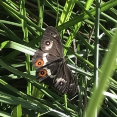 Tisiphone abeona (Varied Sword-grass Brown) at Urunga, NSW - 19 Apr 2022 by BrianH