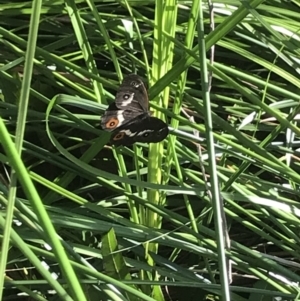 Tisiphone abeona at Urunga, NSW - 19 Apr 2022