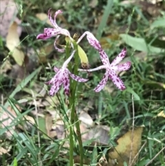 Dipodium variegatum (Blotched Hyacinth Orchid) at Raleigh, NSW - 19 Apr 2022 by BrianH