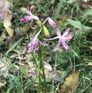Dipodium variegatum at Raleigh, NSW - suppressed