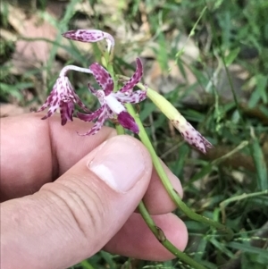 Dipodium variegatum at Raleigh, NSW - suppressed