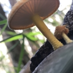 Unidentified Cap on a stem; gills below cap [mushrooms or mushroom-like] at Raleigh, NSW - 20 Apr 2022 by BrianH