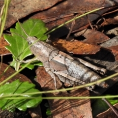 Percassa rugifrons (Mountain Grasshopper) at Tennent, ACT - 11 Apr 2022 by JohnBundock