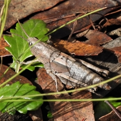 Percassa rugifrons (Mountain Grasshopper) at Namadgi National Park - 11 Apr 2022 by JohnBundock