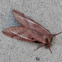 Oxycanus (genus) (Unidentified Oxycanus moths) at Australian National University - 20 Apr 2022 by VanceLawrence