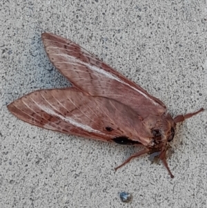 Oxycanus (genus) at Acton, ACT - 20 Apr 2022