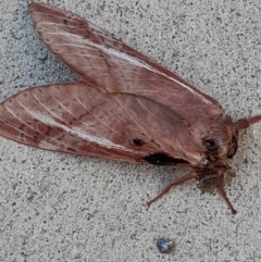 Oxycanus (genus) at Acton, ACT - 20 Apr 2022