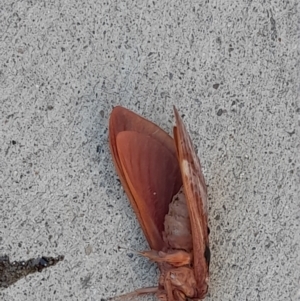 Oxycanus (genus) at Acton, ACT - 20 Apr 2022