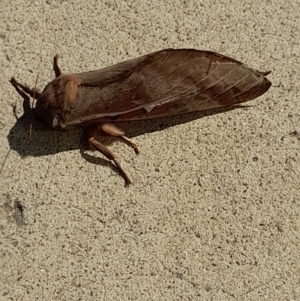 Oxycanus (genus) at Acton, ACT - 20 Apr 2022