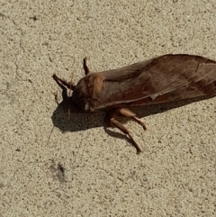 Oxycanus (genus) at Acton, ACT - 20 Apr 2022