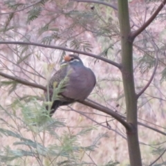 Phaps chalcoptera (Common Bronzewing) at Lower Cotter Catchment - 18 Apr 2022 by Christine