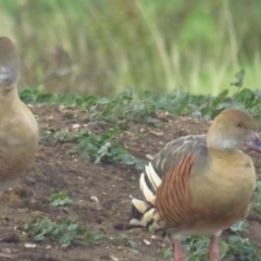 Dendrocygna eytoni (Plumed Whistling-Duck) at Bungendore, NSW - 20 Apr 2022 by TomW