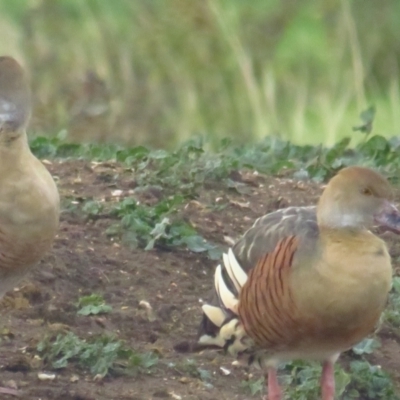 Dendrocygna eytoni (Plumed Whistling-Duck) at QPRC LGA - 20 Apr 2022 by TomW