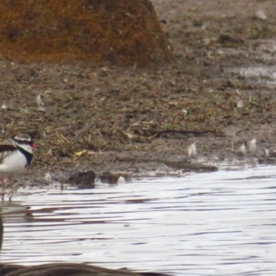 Charadrius melanops (Black-fronted Dotterel) at Bungendore, NSW - 20 Apr 2022 by BenW