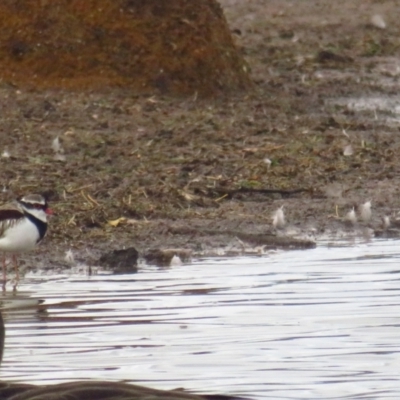 Charadrius melanops (Black-fronted Dotterel) at QPRC LGA - 20 Apr 2022 by TomW