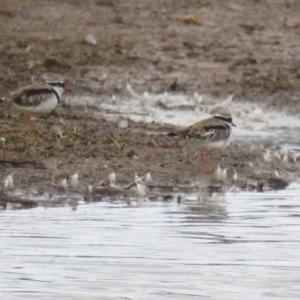 Charadrius melanops at Bungendore, NSW - 20 Apr 2022 11:39 AM