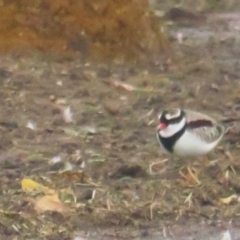 Charadrius melanops at Bungendore, NSW - 20 Apr 2022 11:39 AM