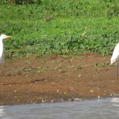 Bubulcus coromandus (Eastern Cattle Egret) at Bungendore, NSW - 20 Apr 2022 by BenW